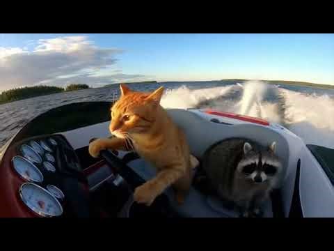 Animals Driving Everything – Funny Compilation 🐾🚘