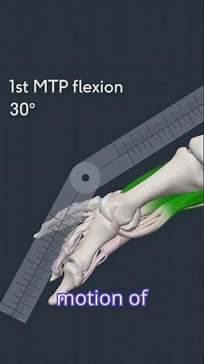 Toe Flexion Range of Motion