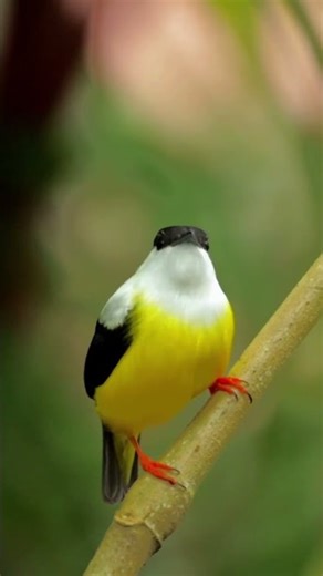 Natural Beauty of Earth 🌿 | Relaxing Nature Video #short #shorts