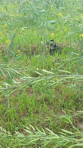 ASMR Nature Walk | Lofi Outdoor Tapping & Scratching | Relaxing Sounds
