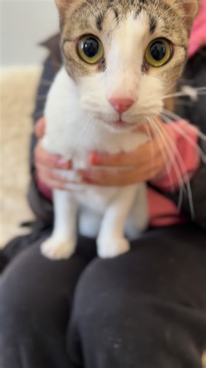 Jaq’s Cool Critters on Instagram: "📸🐱 Failing at cat content — Joey edition. Joey was booked for a modeling job. Joey declined. No poses, no patience — just a very determined attempt to escape the spotlight. Honestly, we respect the commitment. Some cats are born models… others are born to run. 😹 Mission failed. Joey remains iconic. #CatContentFail #JoeyTheEscapeArtist #RescueCatsBeingCats #OuttakesOnly #EveryCatDeservesHome 🐾"