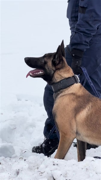 Vanhemmat ja huoltajat! ⚠️❄️ Kerrottehan lapsille lumilinnojen vaaroista. Lumikasoihin kaivetut käytävät eivät ole turvallisia leikkipaikkoja, sillä ne voivat sortua helposti. Lumen alta voi olla mahdoton kaivautua pois, ja tukehtumisen vaara on suuri. Kyseessä voi olla myös lumiauran heittämä lumi, lumivyöry tai henkilön oma halu piiloutua lumeen. Lumikerros eristää melko hyvin ihmisen hajun leviämisen, eikä henkilön löytäminen ole helppo tehtävä edes tarkkanenäiselle koiralle. Saksanpaimenkoir