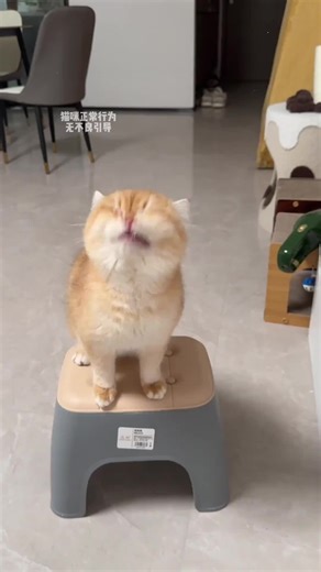 Mèo bị cảm lạnh hoặc thể trạng kém đều nên thử kem dinh dưỡng Lysine này. lai