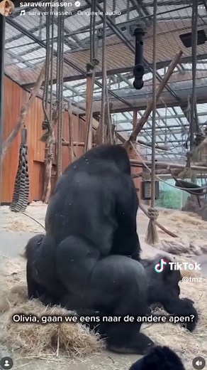 Gorillas' Unexpected Mating Display Surprises Onlookers