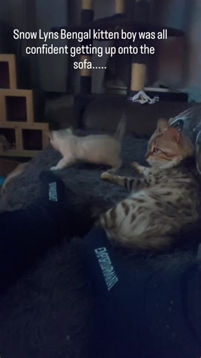 Snow Lynx Male Kitten #fyp #cat #kitten #bengalcats #SnowBengalKitten | ClassyClaws Bengal Cattery