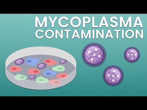 The dangers of mycoplasma contamination