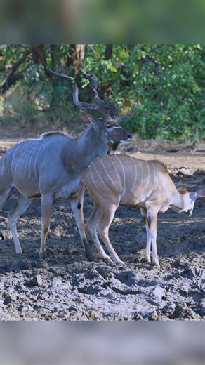 1.6M views · 18K reactions | A beautiful moment in the wild — a majestic kudu bull gently courting a female. Nature’s grace and elegance on full display in Kruger #KrugerNationalPark #KuduLove #WildlifeMoments #XipandzaMananga | Xipandza Mananga | Facebook