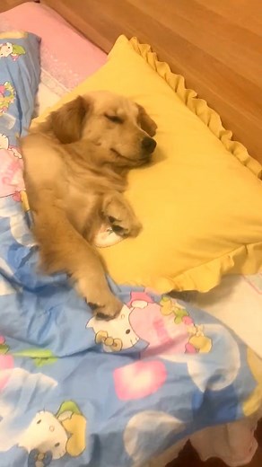 20K views · 1.4K reactions | Episode 106 - Doggie country life #pet #dog #pets #dogs #doggies #cute #cat #reels #facebookreels #savealife #shorts #respect #foryou #fyp #reelsfb #reelsviral #reelsvideo #funnyreels | Pet Lovers | Facebook