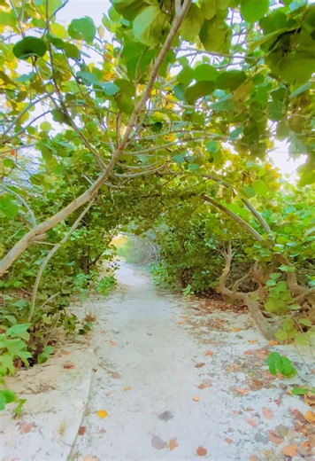 Explore Aruba's Beautiful Hiking Paths