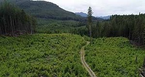Forestry consultant’s lawsuit against provincial government heads to trial