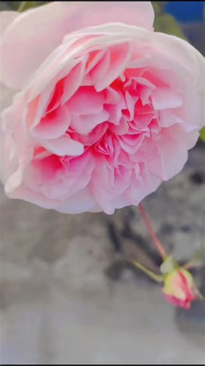 naziya fatma on Instagram: "Mere yaar badal na jana musam ki trh💕#trending #instagram #viral #support #followme"