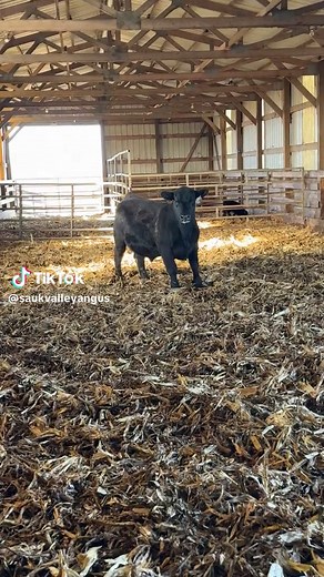 Bull Tag N144 Auction Highlights at Sauk Valley Angus