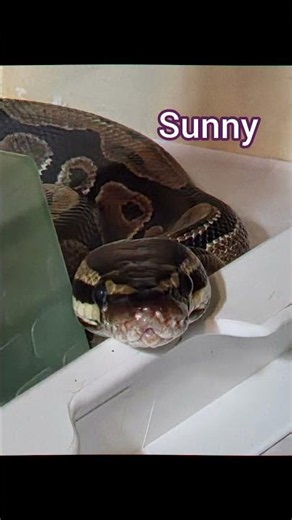 Pet Snakes Species Collage #snake #reptiles #pets