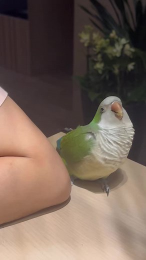Cuddle Cuddle: Adorable Parrot Moments