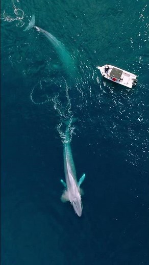 A life amongst blue whales! Full video out now #wildlife #naturedocumentary #wildlifefilmmaker
