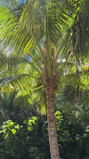 After the Rain… Hawaii Shines Again ☀️ Morning Walk 雨のあと、キラキラのハワイ☀️朝の散歩
