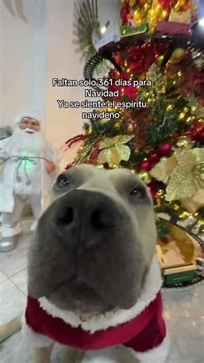 Nombres divertidos para perros: Prepara la Navidad