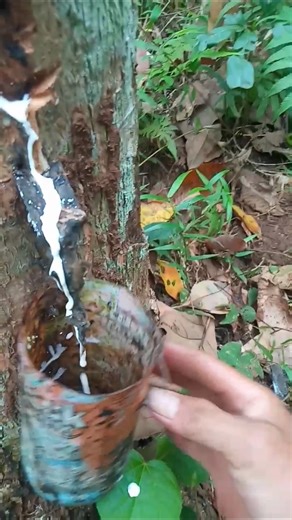 rubber tapping"Wow, that's too excited!" 😁 #howrubberismade #nature #latex #bee #rubber