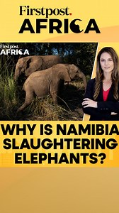 1.2K views | #FirstpostAfrica: Why Namibia Is Culling Elephants?...