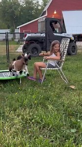 18K views · 98 reactions | The "Fainting Goat Syndrome " The...