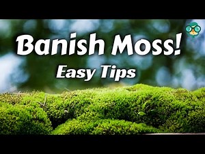 How to Remove Moss from Grass | Remove Moss from Roof and Lawn | Killing Moss on Walls or Pavement
