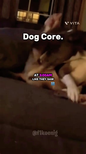 Why do dogs so like 6,7?!!#dogs #funnydogs