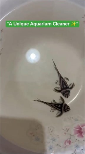 You’ve Never Seen a Pleco Like This 🐟 #fish #aquarium #fishkeepinghobby #aquariumshorts #fishtank