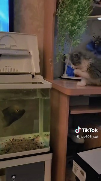 Fish attaking kittens in the water. #catsoftiktok #cat #pet #catlover #fyp #lovely #fypシ #foryou #cute #FomotionalFinds #funny #funnycat #kittens #funnyvideos
