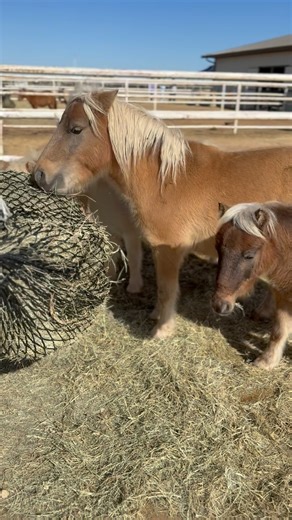 Thank you for making our mini pony adoption event a success! We had an incredible turnout this past Saturday and are thrilled to share that 14 minis found their homes! 🐴💛 A huge thank you to our amazing volunteers—your energy, dedication, and love for these animals made this event possible. From greeting guests to helping with the minis, you went above and beyond, and we couldn’t do it without you! 🙌 We still have several ponies available for adoption. If you’re ready to meet your new best fr