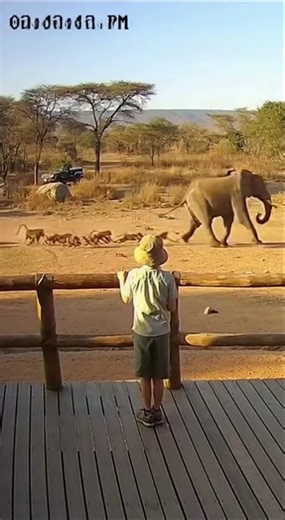 Elephant’s Unexpected Move Caught on Lodge Cam 🐘😳 #safari #cctv