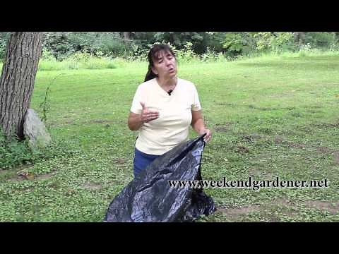Learn How to Remove Tree Stumps with a Plastic Bag