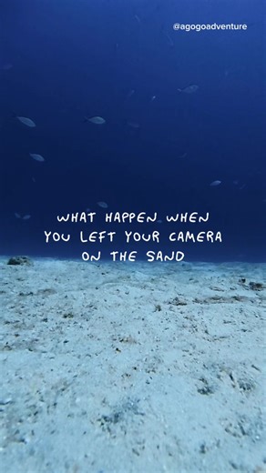 Now you see me, now you don’t 👻 #agogoadventure #travelanddive #diver #scubadiving #océan 🔥 Next Adventures: Maldives 🔜 19-23 Mar 2026 Redang/ Tioman Island 🔜 26-29 Mar 2026 Redang/ Tioman Island 🔜 2-5 Apr 2026 Tenggol Island 🔜 7-10 May 2026 Maratua 🔜 16-22 Jun 2026 Pulau Weh 🔜 28-31 Aug 2026 Bali 🔜 12-16 Sept 2026 Please refer to our 2026 Dive Calendar for full schedules 😎
