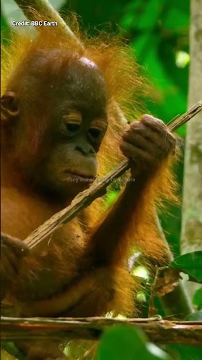 The Gentle Genius of the Rainforest: Orangutans in the Wild #wildlife #animals