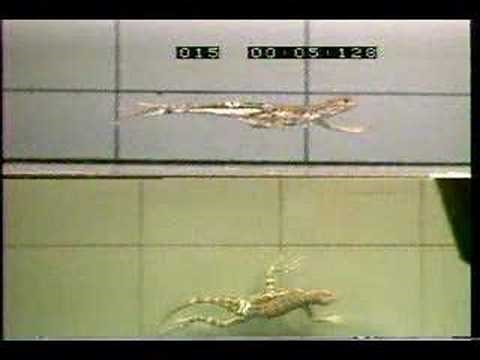 Zebra-tailed lizard running fast