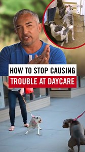 Ebbie Lou is a Schnauzer with a big personality and even bigger problems. At her doggy daycare, she barks, stirs up the other dogs, and creates so much chaos that the staff is ready to kick her out. For her pet parent, this isn’t just embarrassing, it could mean losing their only safe place to leave her during the day. But daycare chaos isn’t just a “dog problem.” It’s a reflection of energy, leadership, and rules. In this episode, I help Ebbie Lou’s human understand how to bring balance back, s