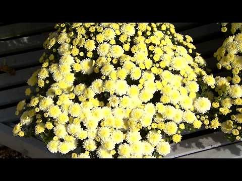 Choose the correct chrysanthemums