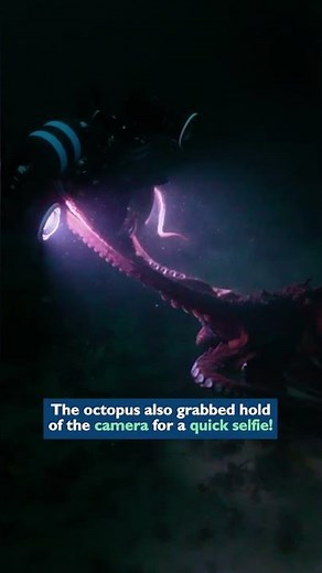 Friendly octopus wants a cuddle 🐙 #shorts