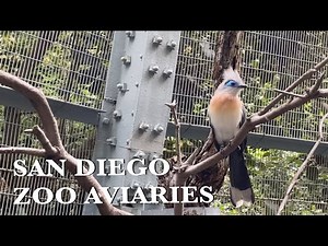 Fascinating Birds in Scripps Aviary San Diego Zoo 4K with Relaxing Music