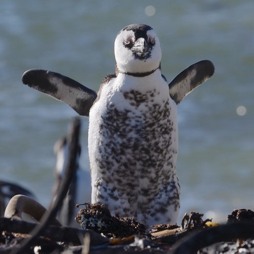 It’s #WorldPenguinDay! 🐧🌊 🎥 Meet the frontline conservationists working to turn the tide for African penguins. 💪 🐧 Once over a million pairs strong, their numbers have plummeted, with fewer than 8 500 breeding pairs left in the wild today. 📉⚠️ WWF supports dedicated penguin monitors at places like the Stony Point Nature Reserve 🏞️ in Betty’s Bay to help protect this iconic species and the ocean they call home. 💙🌊 These seabirds are more than just adorable — they’re a crucial sign of oce
