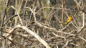 Beautiful female baltimore oriole searching in a small tree in the spring - steady shot