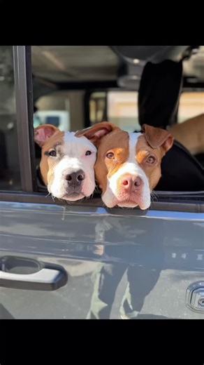Pit bull love. | Peace, Love & Pit Bulls