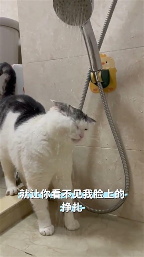 Cats with Bangs: Heartbroken & Bath Time Confusion