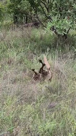 STAR TWIZY on Instagram: "African wild dogs (Lycaon pictus) are highly endangered, social carnivores known for their unique, mottled coats (no two are alike) and exceptional cooperative hunting, boasting over 70% success rates. With only four toes per foot, they live in tight-knit packs of 10–40, using endurance to chase prey like antelope at speeds up to 44 mph. Follow our page @twizzy_tours_and_safari for more information. #nature #serengetinationalpark #photography #india #tanzanianationalpar