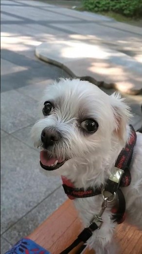 🙏 The Miracle of 10,000 Won | 7th Regular Donation on the 1st of Every Month | 🌈 Pet Loss Syndrom...