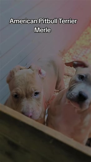 American Pitbull Terrier Merle: A Breed Overview