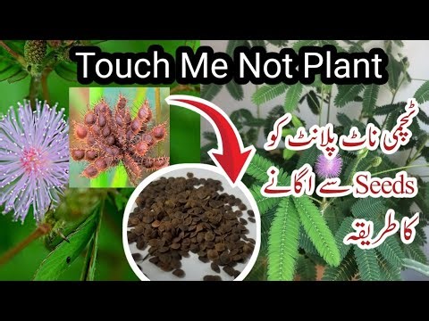 How To Grow Touch me not Plant From Seeds/grow plants by cutting fast