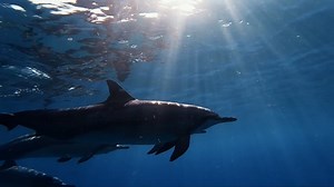 Download free media from noblegerad | Pixabay