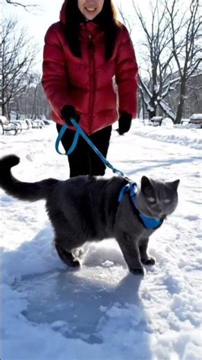 Cat Walking on a Leash 🐱✨ | The Cutest Little Explorer! #cuteanimals #betrayal #heartspeaks