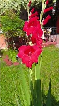 🌺Meet the Gladiolus, the famous "sword lily"