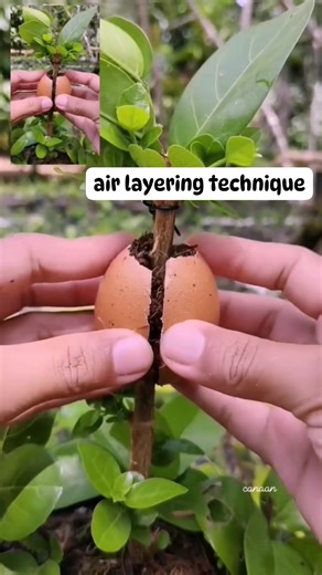 53K views · 361 reactions | Canaan All in One Fertilizer Original Direct Supplier on Reels | Facebook